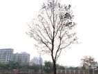 10 katha plot sale K Block Bashundhara !!
