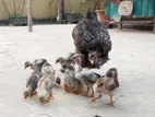 ১০ পিচ বাচ্চা সহো অরজিনাল দেশি মুরগী।