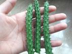 10 piece healthy Huernia Macrocarpa cactus cutting for SALE