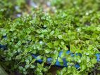 Aquarium plants (Used)