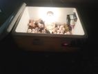 100 Egg Incubator