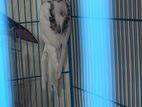100% Breeding Pair Cockatiel