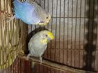 ১০০% ডিম বাচ্চা করা বাজরিগার Budgerigar