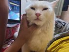100% Mix Breed Male Cat