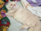 100% Persian Female Cat