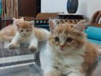 100% Persian Kitten,