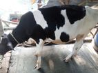 ফ্রিজিয়ান বকনা