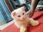 Pure Parsian Kitten