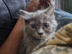 100% pure Persian cat, female
