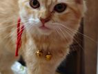 Pure Persian Cat Female