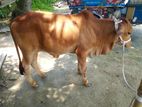 ১০০%শাহীওয়াল গরু বিক্রি করা হবে