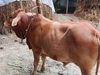 ১০০% শাহিওল জাতের ষাড় বাছুর বিক্রি