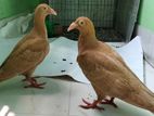Bird For Sale