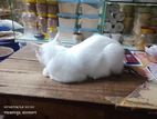 Cat For Sale