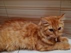 100℅ Persian female cat brown colour