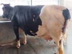 ১০০৮ নং গাভী কিনুন পোষার জন্য ভালো হবে ।