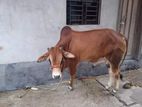গরু বিক্রয় হবে