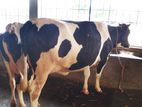 ১০৬০নং ভালো জাতের ২টি গাভী বিক্রি ।