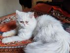Cat for sale