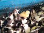 🦆🦆12-16 দিন বয়েসের চিনা হাঁসের বাচ্চা বিক্রি করা হবে,,🦆🦆