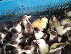 🦆🦆12-16 দিন বয়েসের চিনা হাঁসের বাচ্চা বিক্রি করা হবে,,🦆🦆