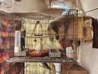 12 Cockatiel birds full satup