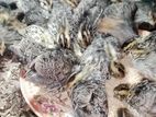 King quail