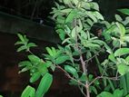 ১২ মাসি থাই মাধবী পেয়ারা