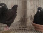 Black show king running pair