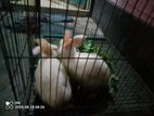 Rabbit for sell