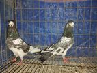 Bird for sale
