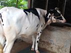 ১৪১নং উন্নত জাতের গাভী ।