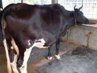 ১৪৭ নং উন্নত জাতের গাভী।