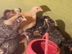 💥১৫-২০ দিন বয়সের টাইগার মুরগির বাচ্চা বিক্রি করা হবে