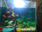 Aquarium for sell