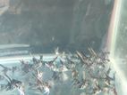 1.5 Inch Aquarium Fish Angel. Healthy Quality