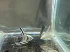 1.5 inch aquraium fish Angel.