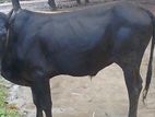 ১৫ মাসের বয়সের সার বাছুর