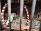 15 Pair Bujiger Breeding Pair...