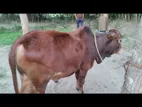 Cow sell