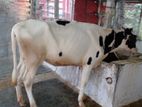 ১৫৬নং বকনা উন্নত জাতের ।