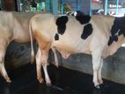 ১৫৭নং পোষার জন্য ২টি বকনা কিনুন ।