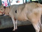 ১৫৯নং উন্নত জাতের বকনা কিনুন ।