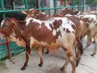 ১৬০নং অল্প দামে ৫টি এড়ে ষাঁড় বাছুর কিনুন ।