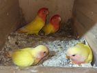 17 breeding pair love bird