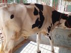 ১৭১নং ১৭ লিটার দুধের গাভী।