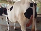 ১৭৬নং গাভী বিক্রয় হবে)