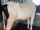 ১৭৯ নং বকনা বিক্রয় হবে ভালো জাতের।