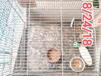 18/24/18" Size Specially Made Lovebird Cage