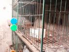 ১৮/২৪ সাইজের ৪ তলা কবুতরের খাঁচা